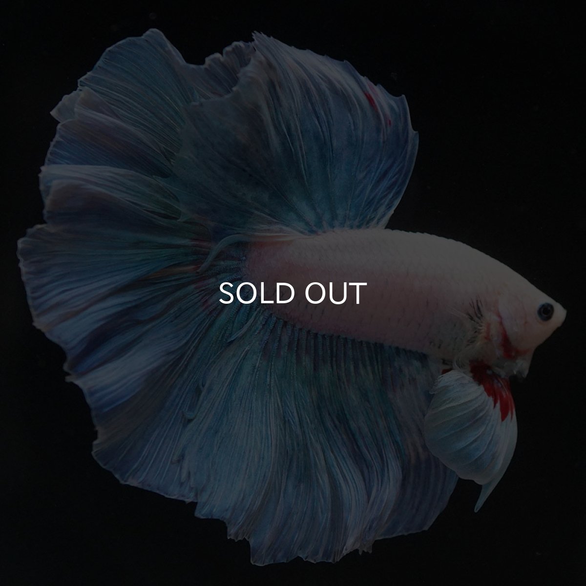 画像7: HM ホワイトファンシー (7)