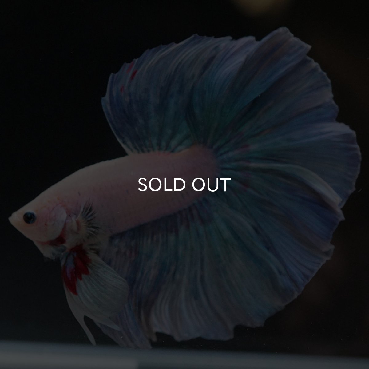 画像2: HM ホワイトファンシー (2)