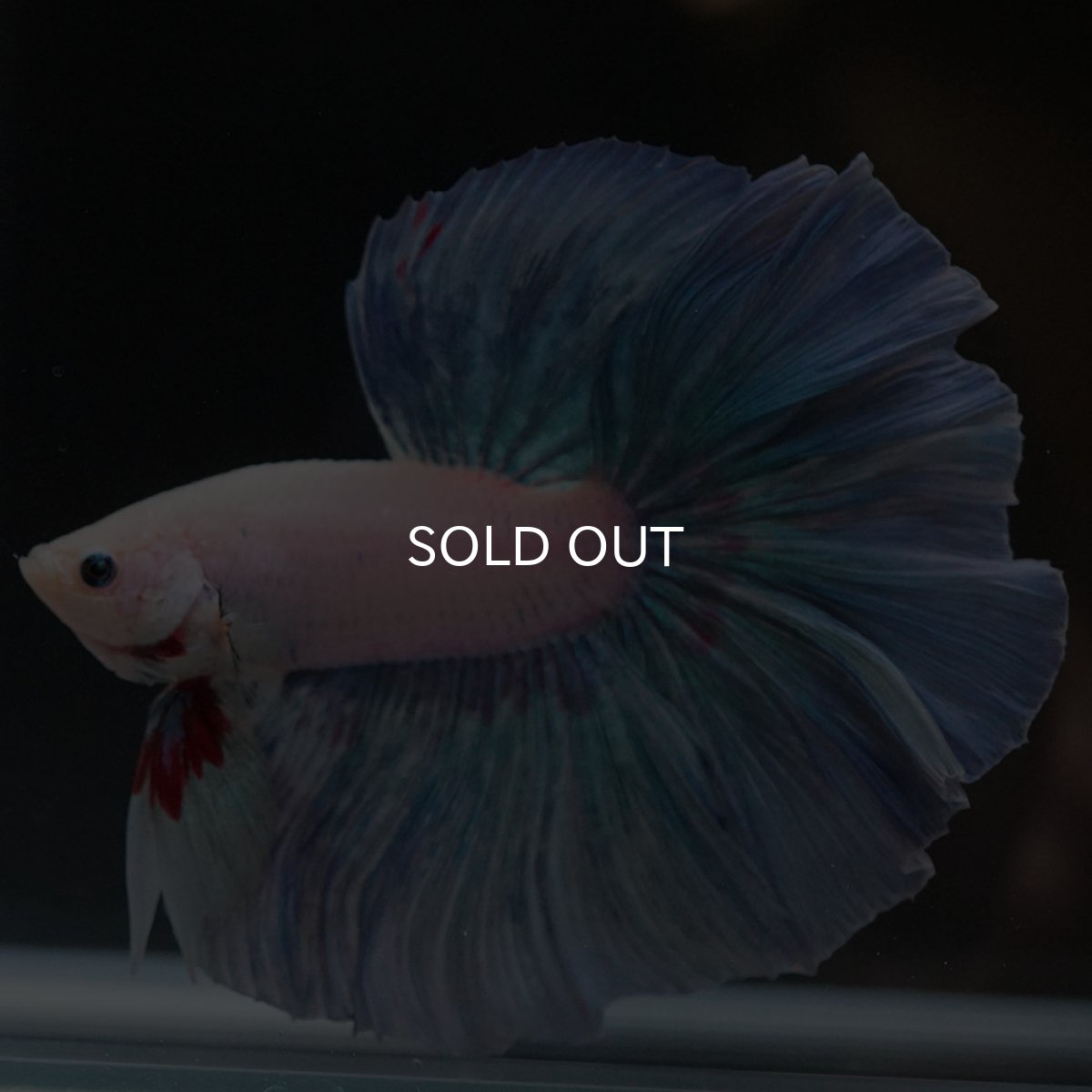 画像4: HM ホワイトファンシー (4)