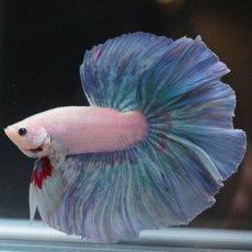 画像4: HM　ホワイトファンシー (4)