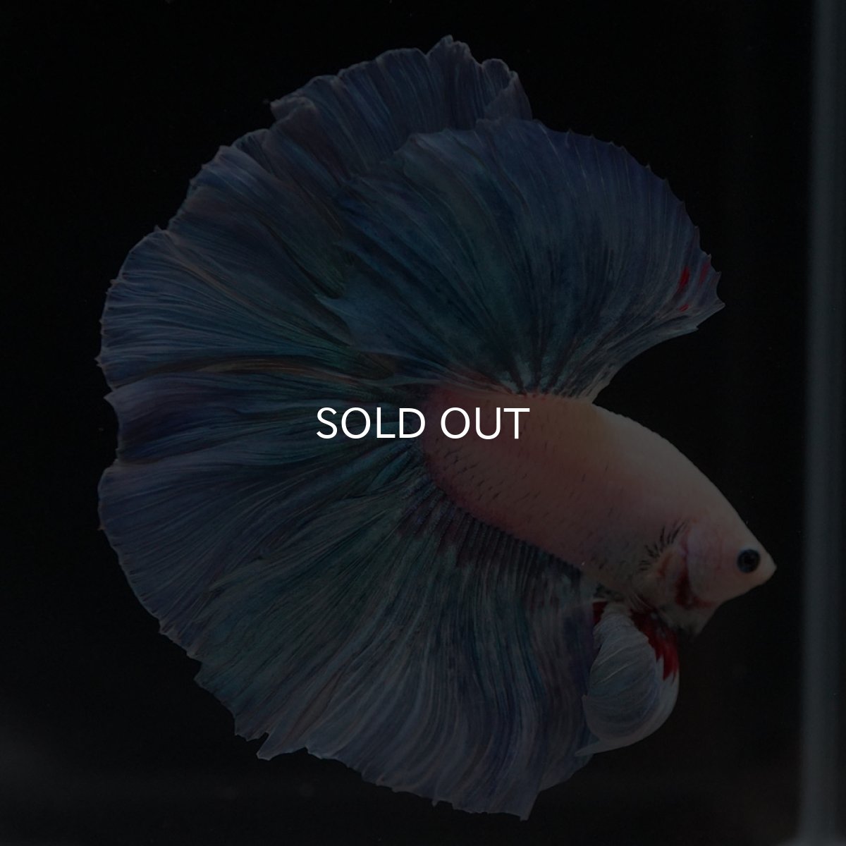 画像5: HM ホワイトファンシー (5)