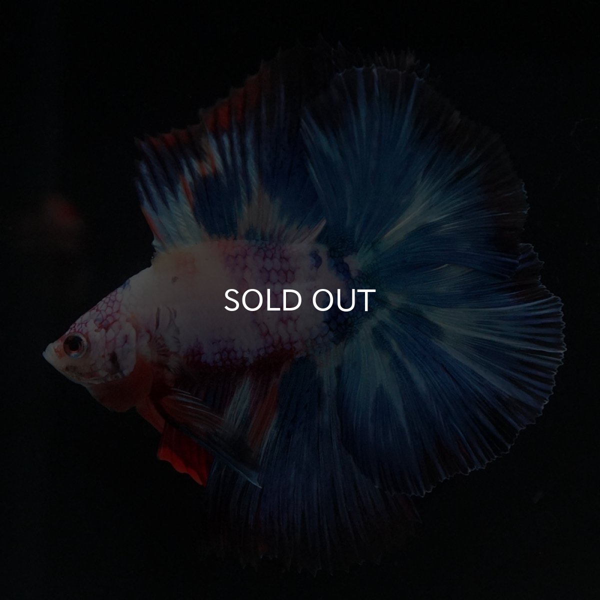 画像13: FM キャンディレインボー (13)