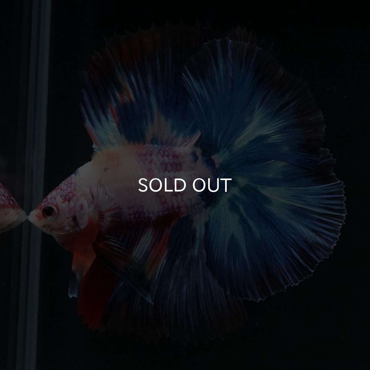 画像12: FM キャンディレインボー (12)