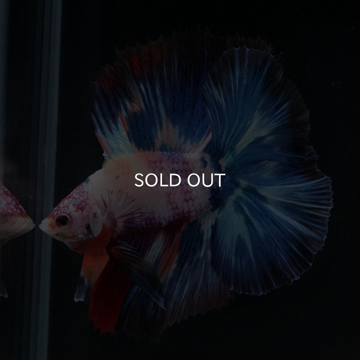 画像11: FM キャンディレインボー (11)