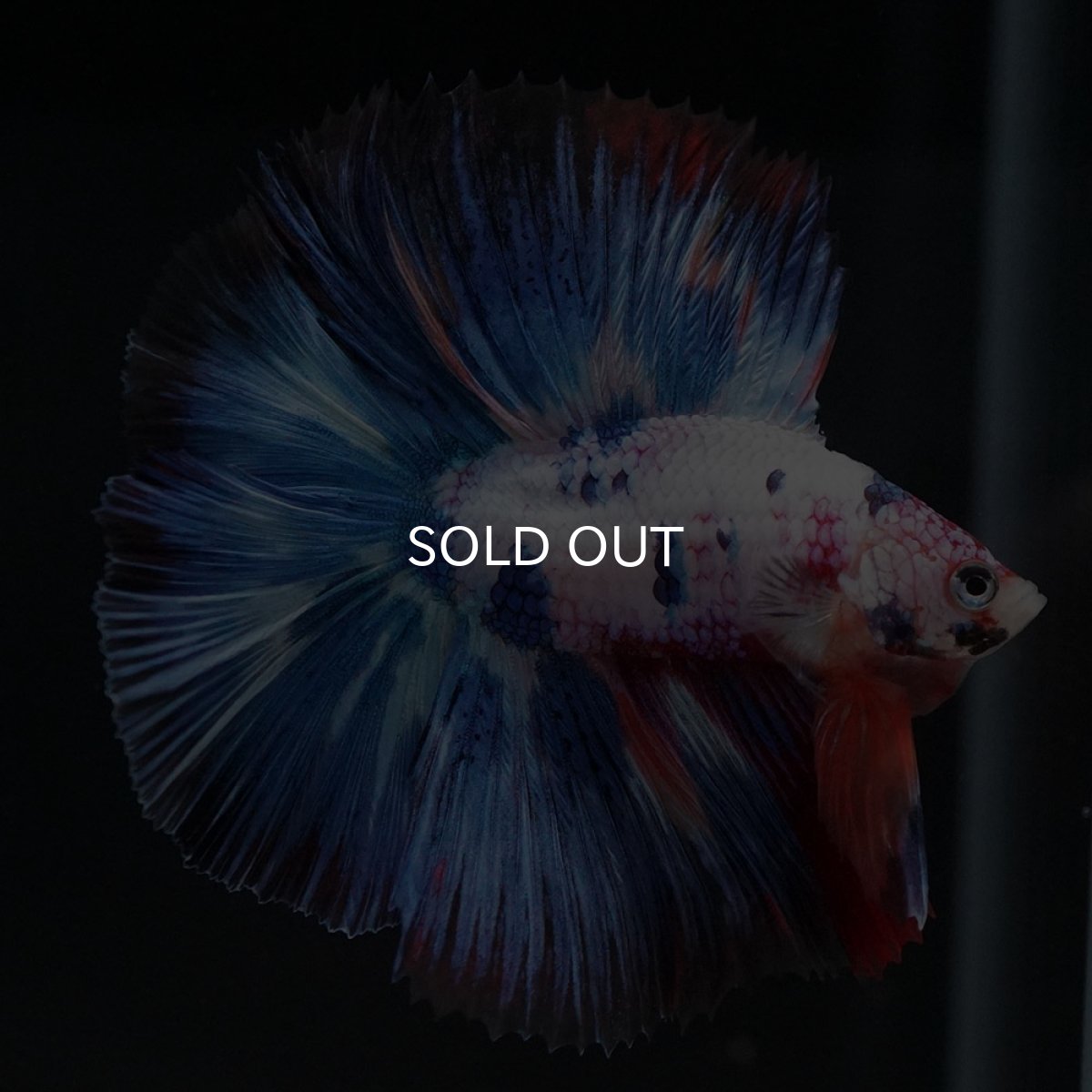 画像3: FM キャンディレインボー (3)