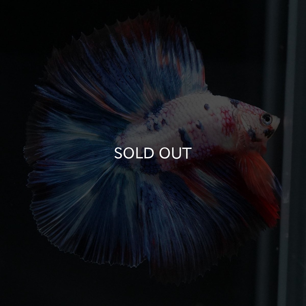 画像8: FM キャンディレインボー (8)