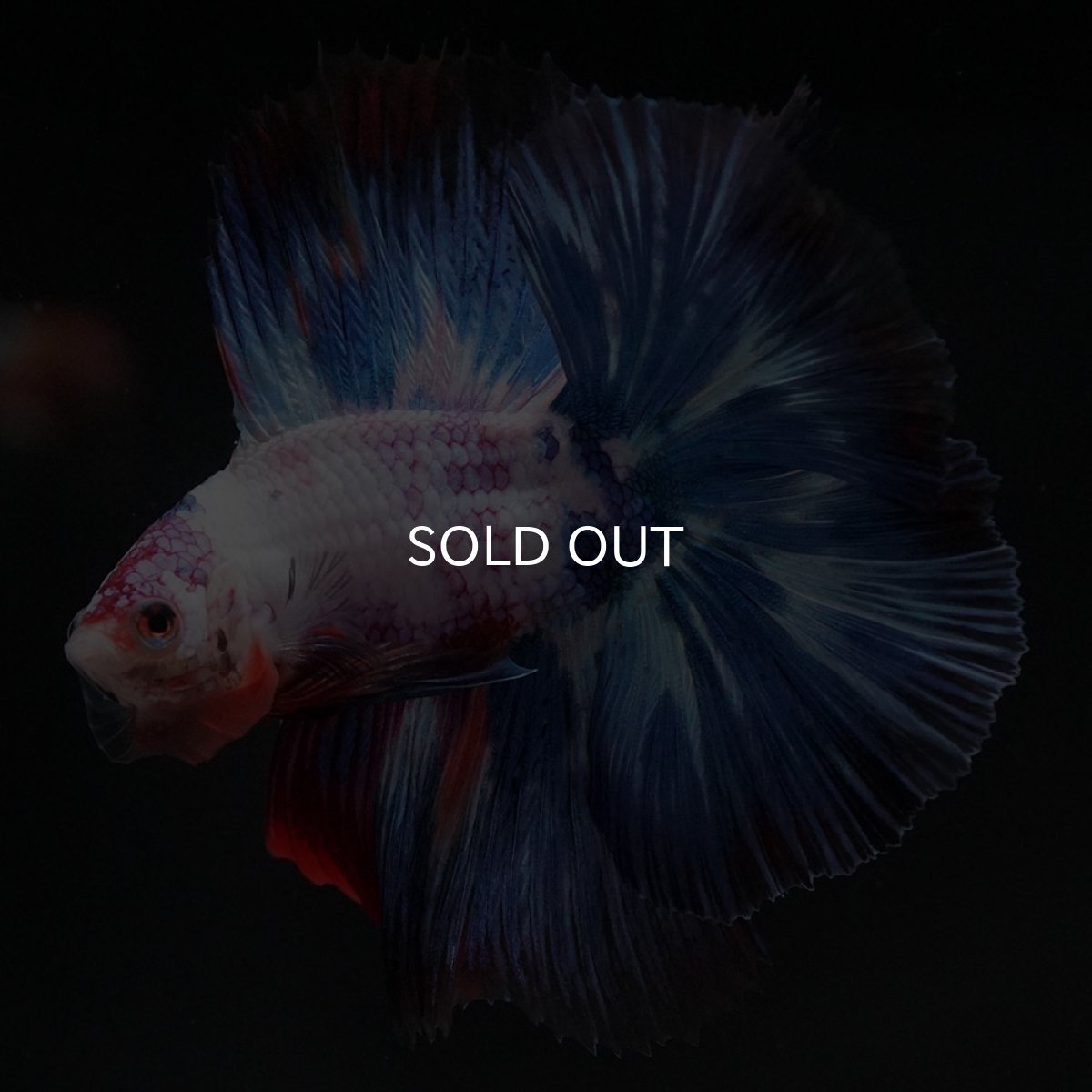 画像10: FM キャンディレインボー (10)