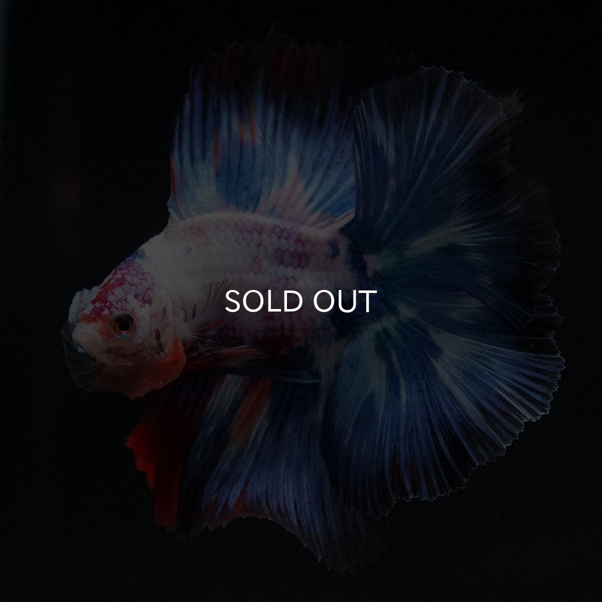 画像9: FM キャンディレインボー (9)