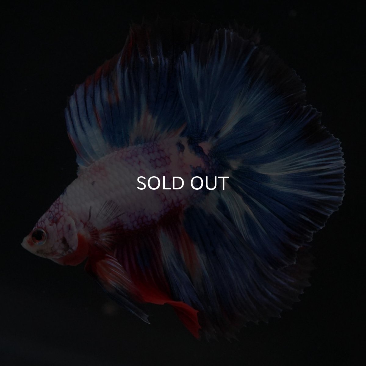 画像7: FM キャンディレインボー (7)