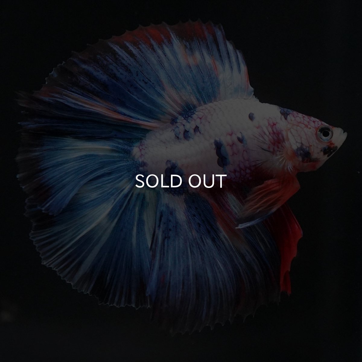 画像6: FM キャンディレインボー (6)