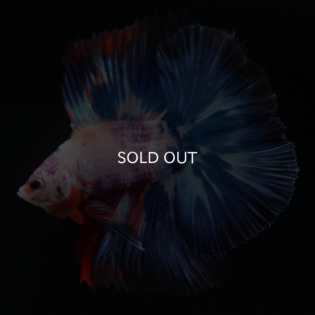 画像2: FM キャンディレインボー (2)