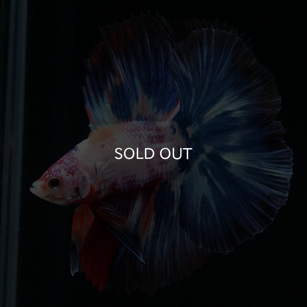 画像5: FM キャンディレインボー (5)