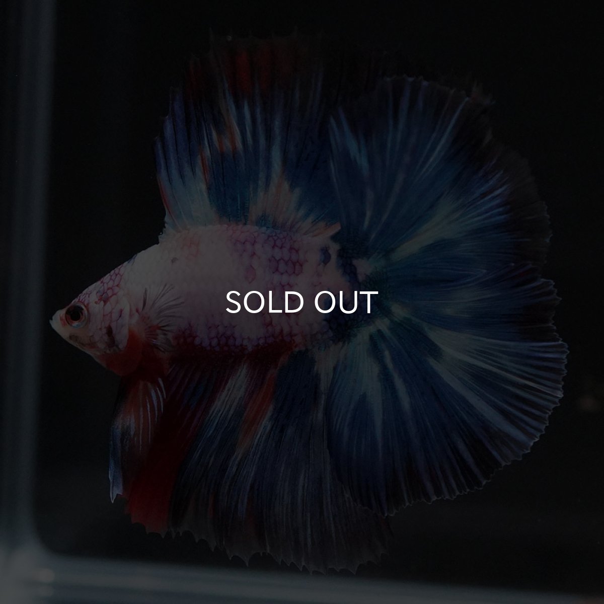 画像4: FM キャンディレインボー (4)