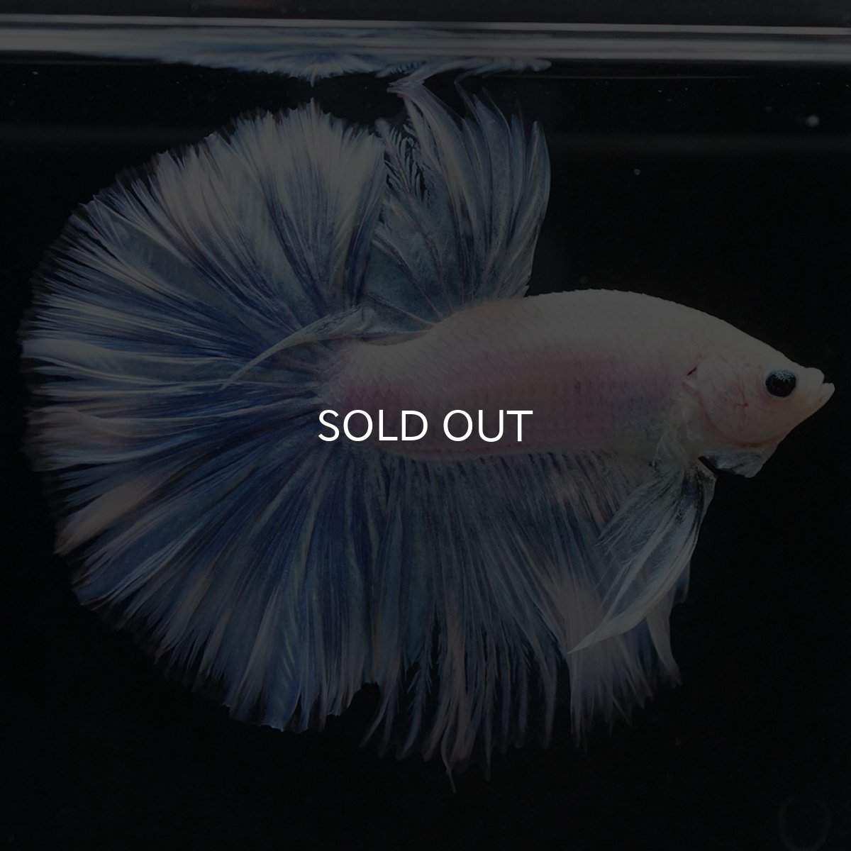 画像4: HM ホワイトファンシー (4)