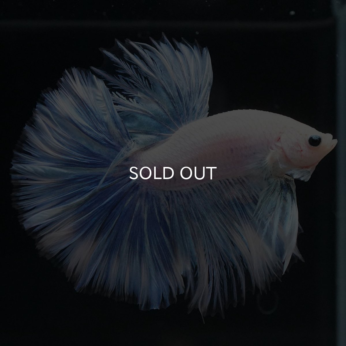 画像2: HM ホワイトファンシー (2)