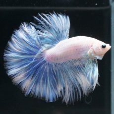 画像2: HM　ホワイトファンシー (2)