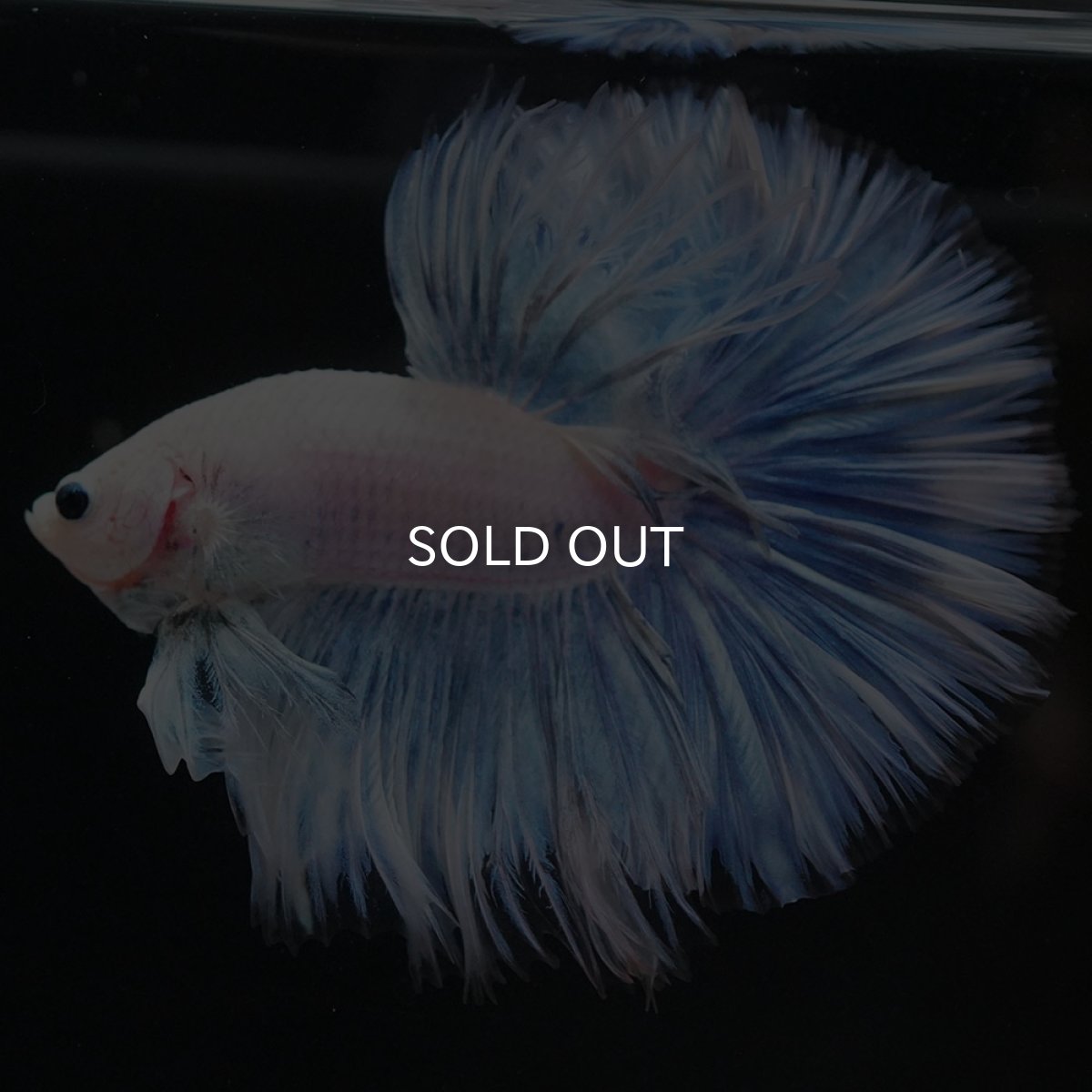 画像3: HM ホワイトファンシー (3)