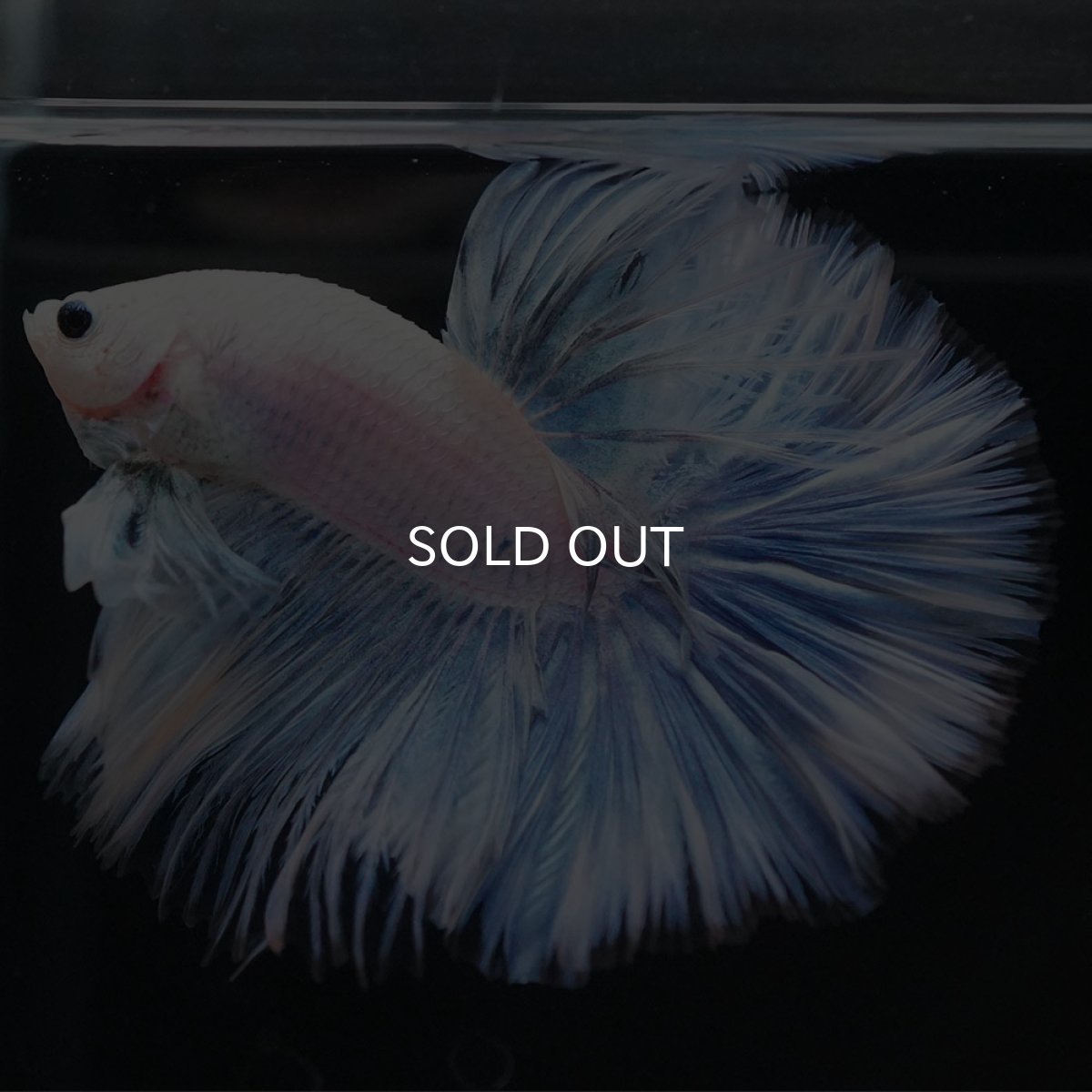 画像8: HM ホワイトファンシー (8)