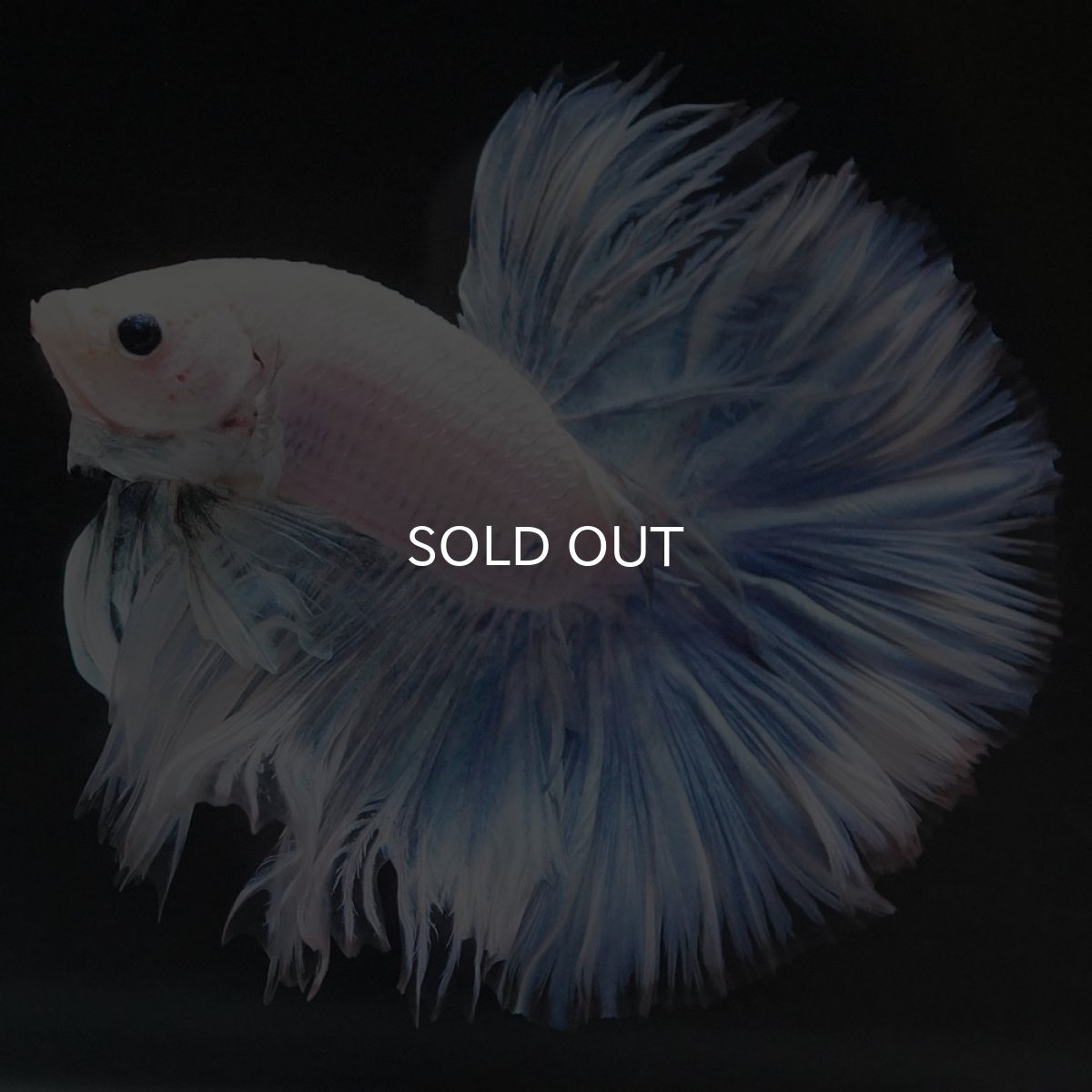 画像5: HM ホワイトファンシー (5)