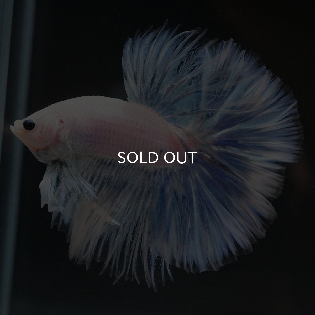 画像7: HM ホワイトファンシー (7)