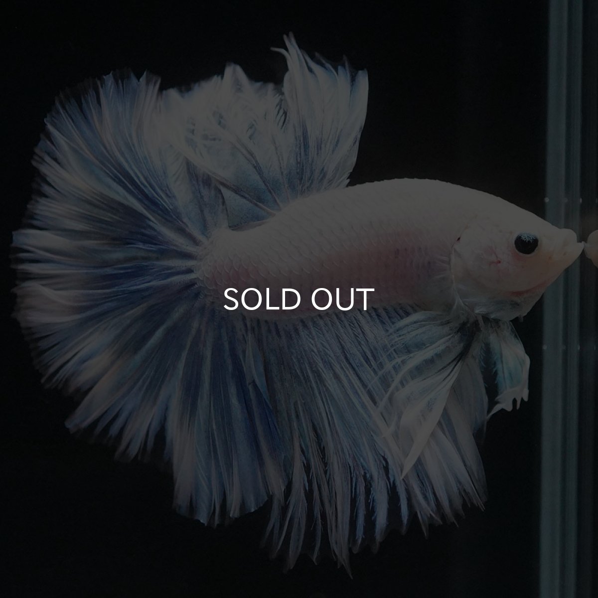 画像6: HM ホワイトファンシー (6)