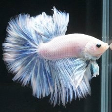 画像6: HM　ホワイトファンシー (6)