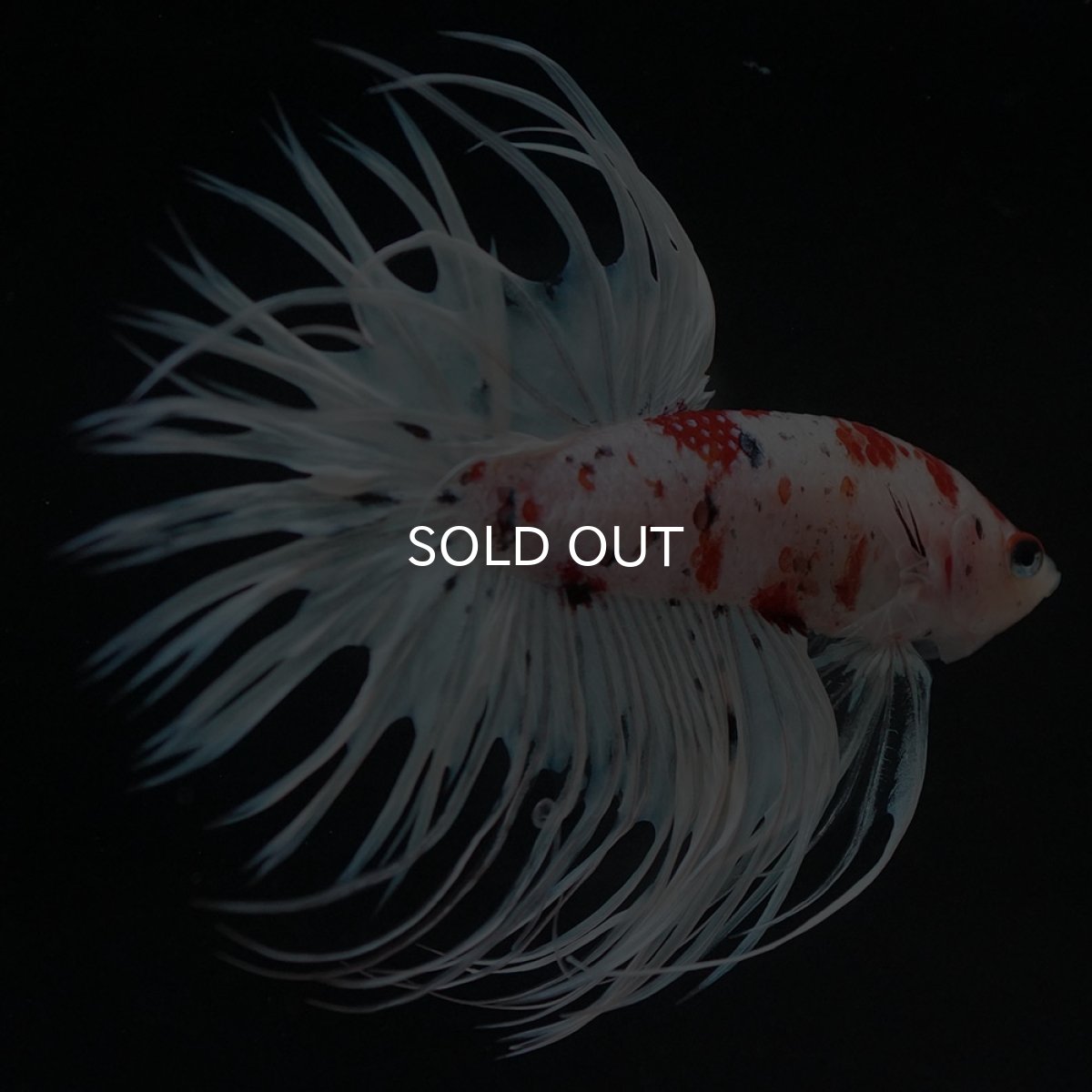 画像2: CT 鯉 変わり柄 (2)