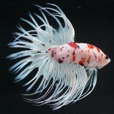 画像2: CT　鯉　変わり柄 (2)