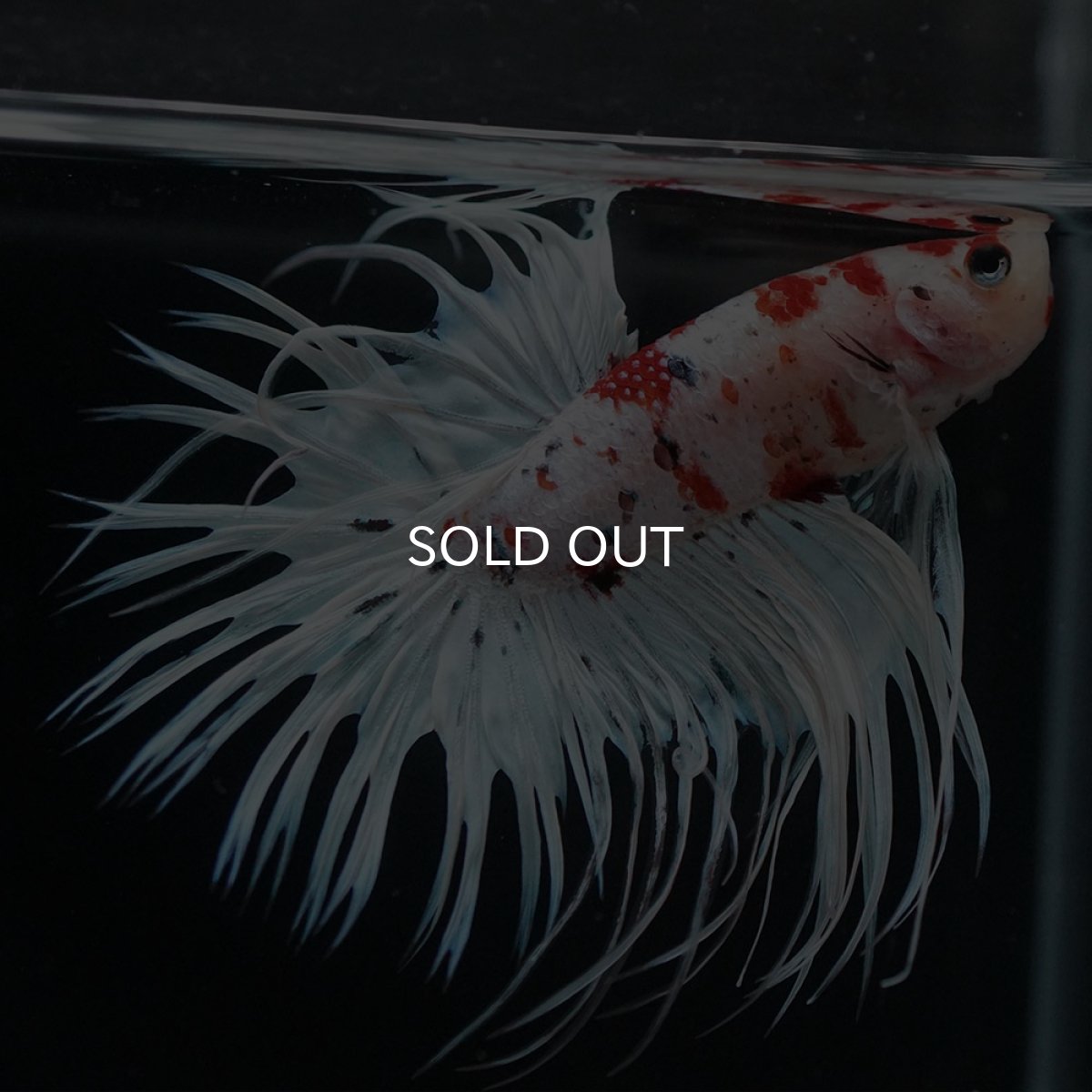 画像7: CT 鯉 変わり柄 (7)