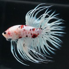 画像1: CT　鯉　変わり柄 (1)