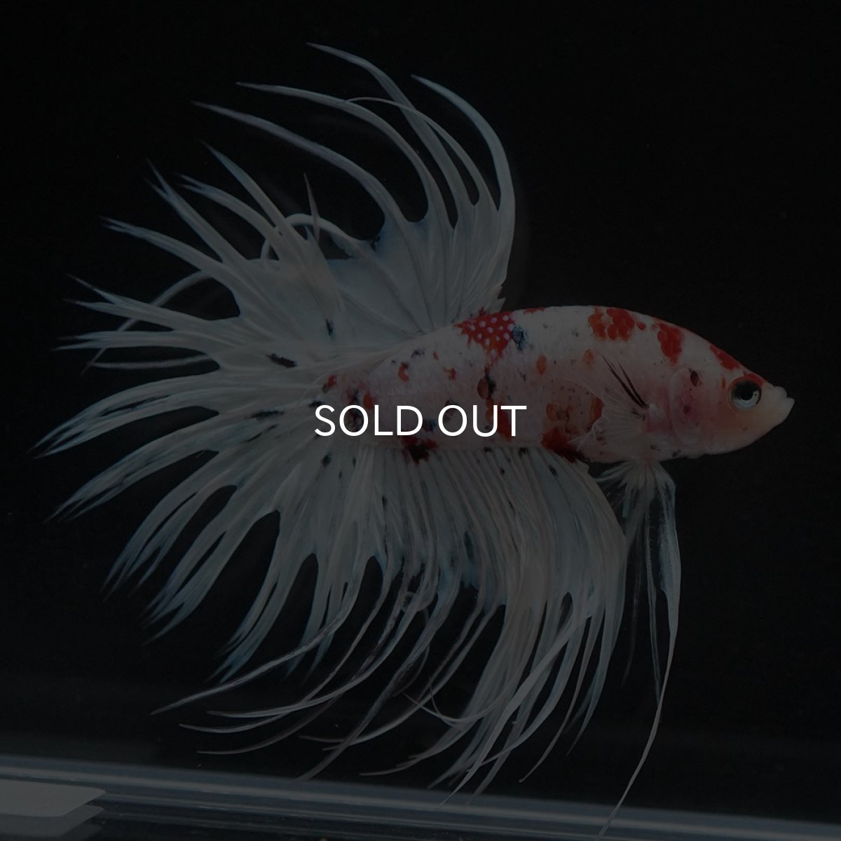 画像6: CT 鯉 変わり柄 (6)