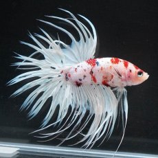 画像6: CT　鯉　変わり柄 (6)