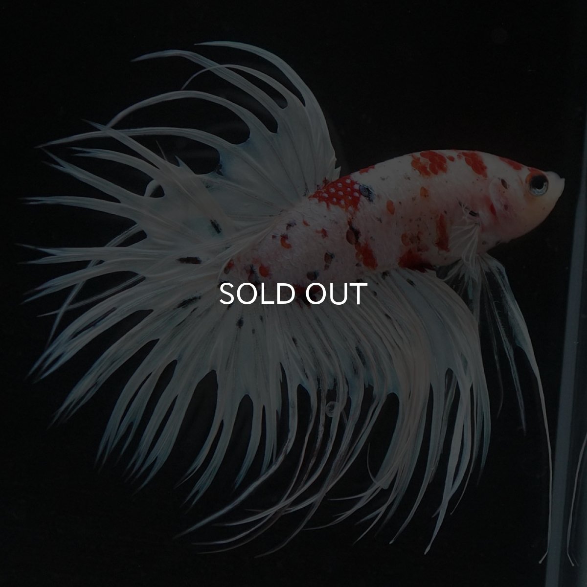 画像5: CT 鯉 変わり柄 (5)