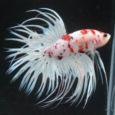 画像5: CT　鯉　変わり柄 (5)