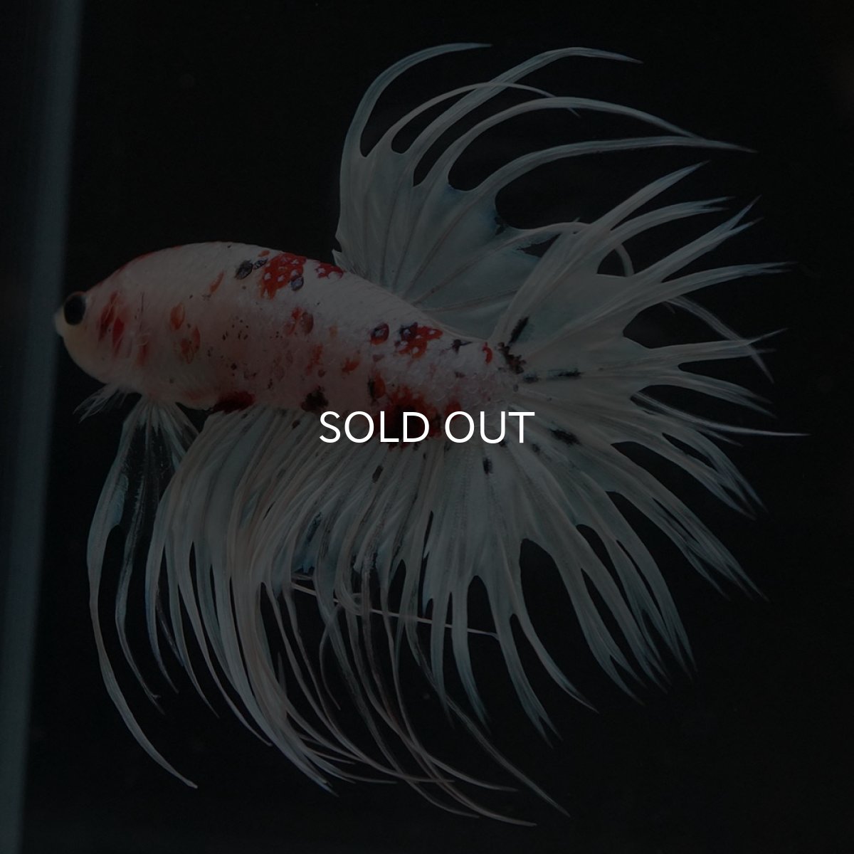 画像4: CT 鯉 変わり柄 (4)