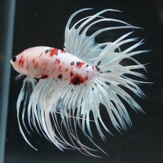 画像4: CT　鯉　変わり柄 (4)