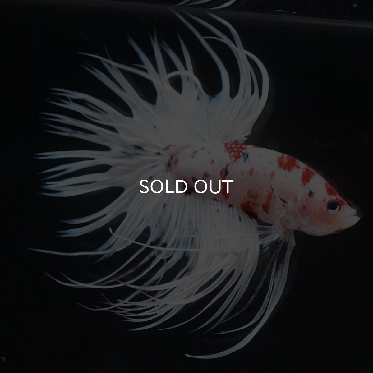 画像3: CT 鯉 変わり柄 (3)