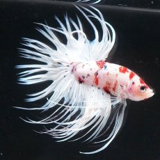 画像3: CT　鯉　変わり柄 (3)