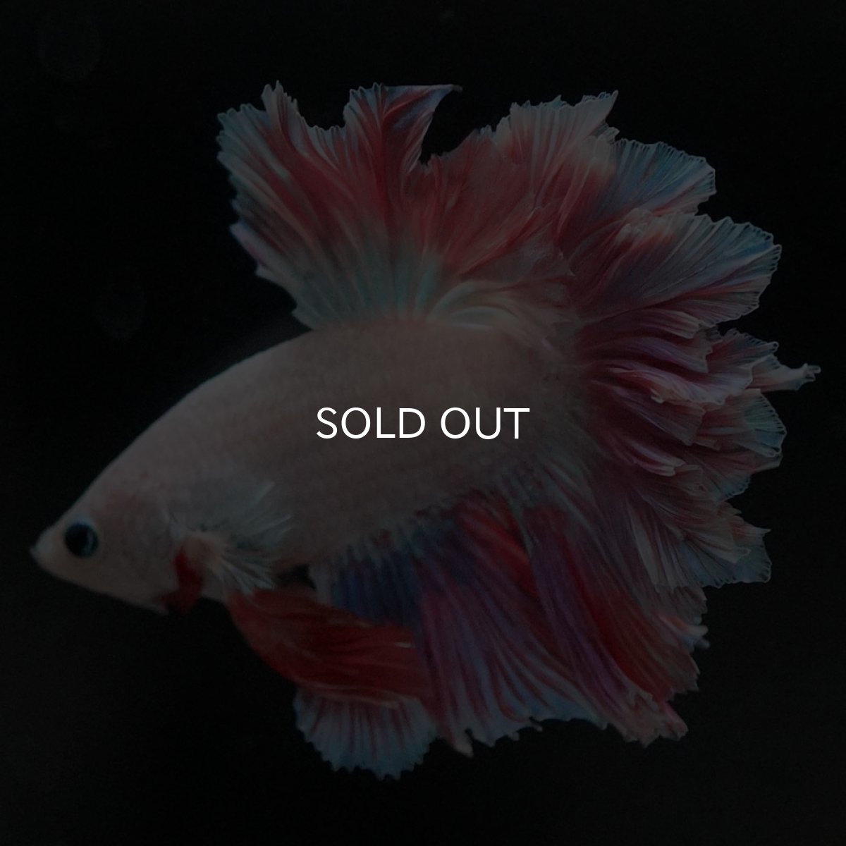 画像5: HM ホワイトファンシー フェザーテール (5)