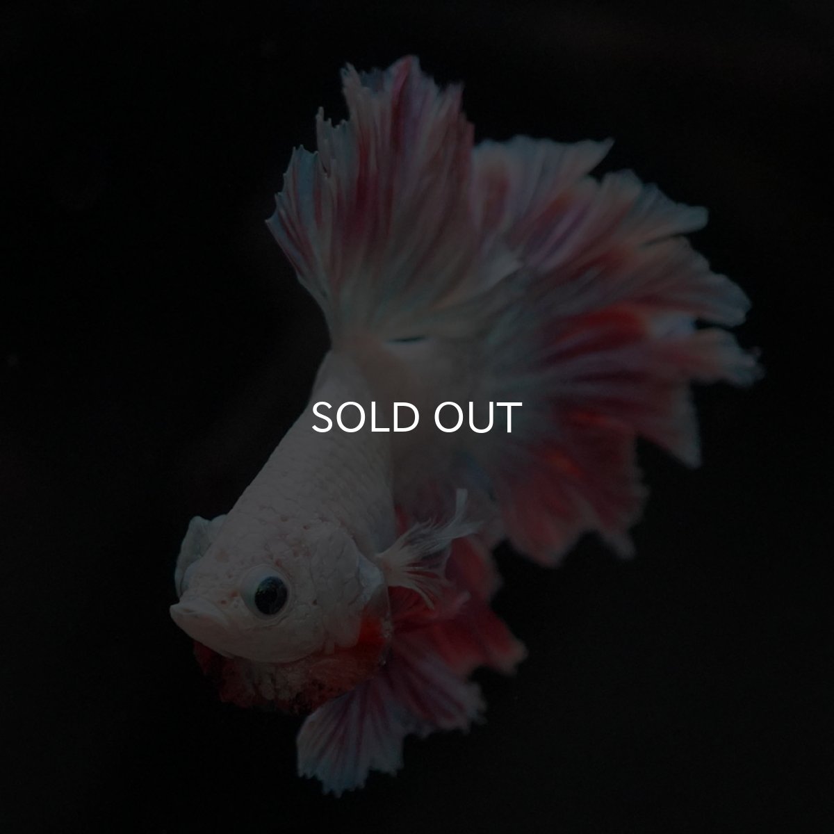 画像3: HM ホワイトファンシー フェザーテール (3)