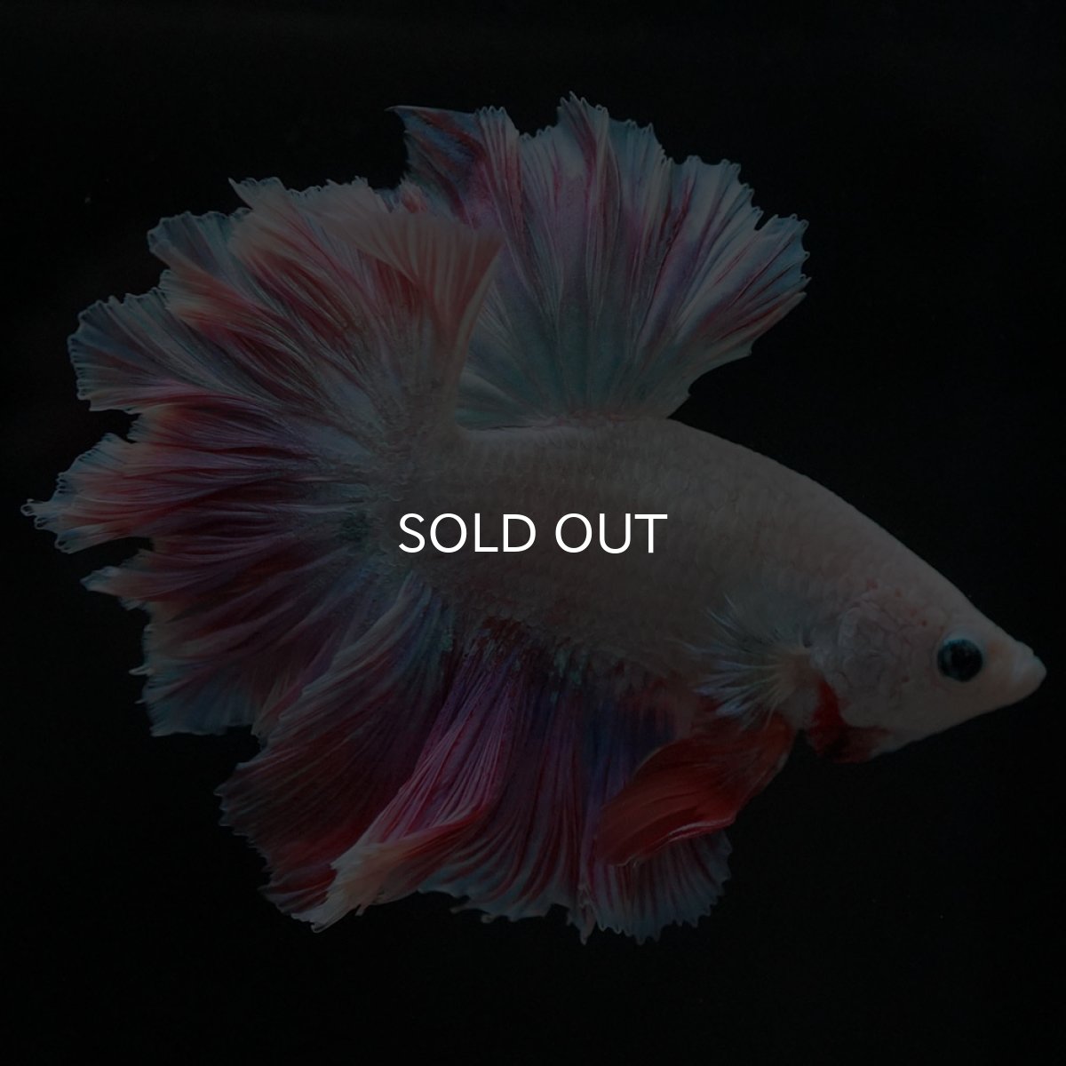 画像2: HM ホワイトファンシー フェザーテール (2)