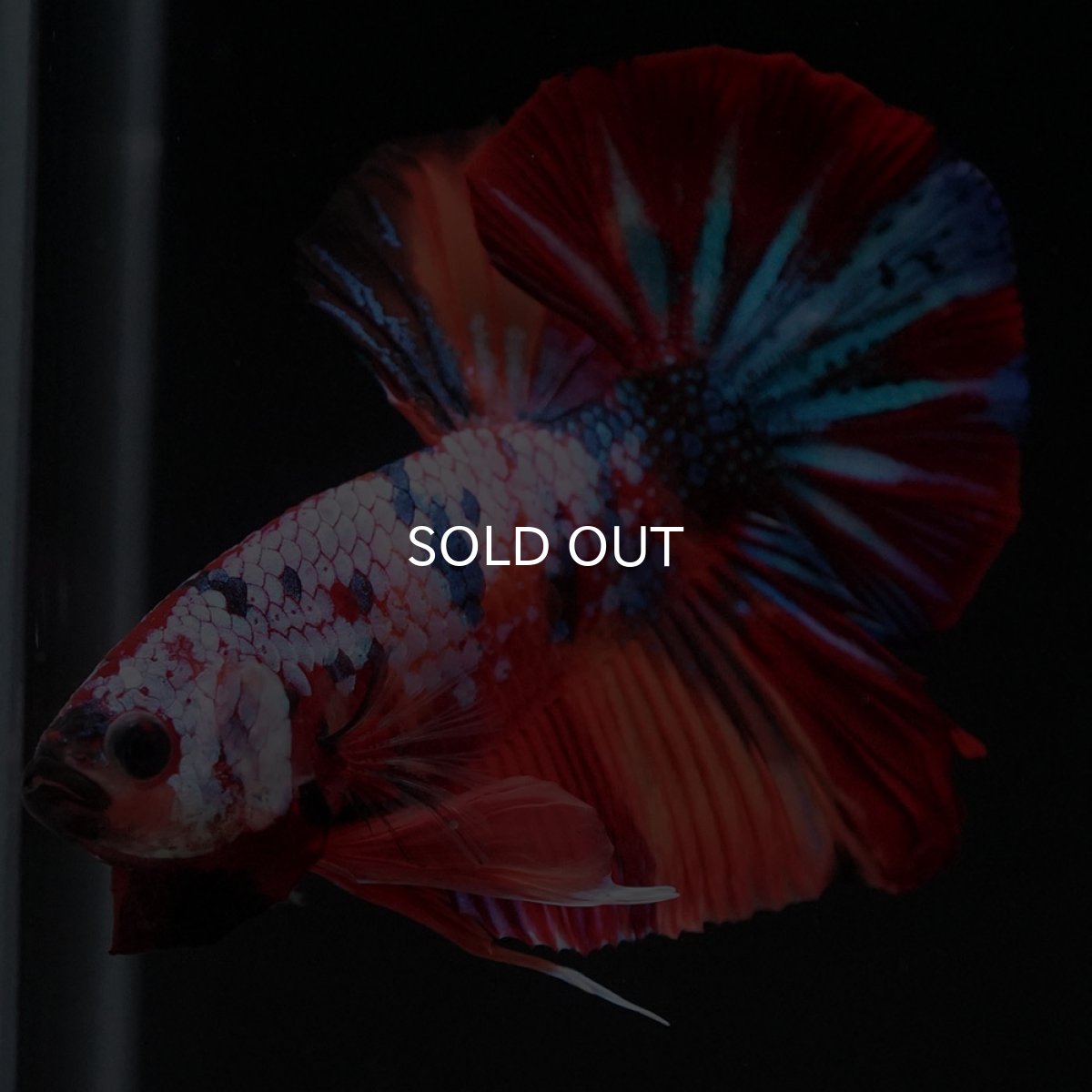 画像5: HMPK　キャンディギャラクシー (5)