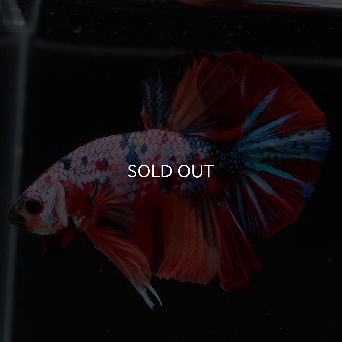 画像7: HMPK　キャンディギャラクシー (7)