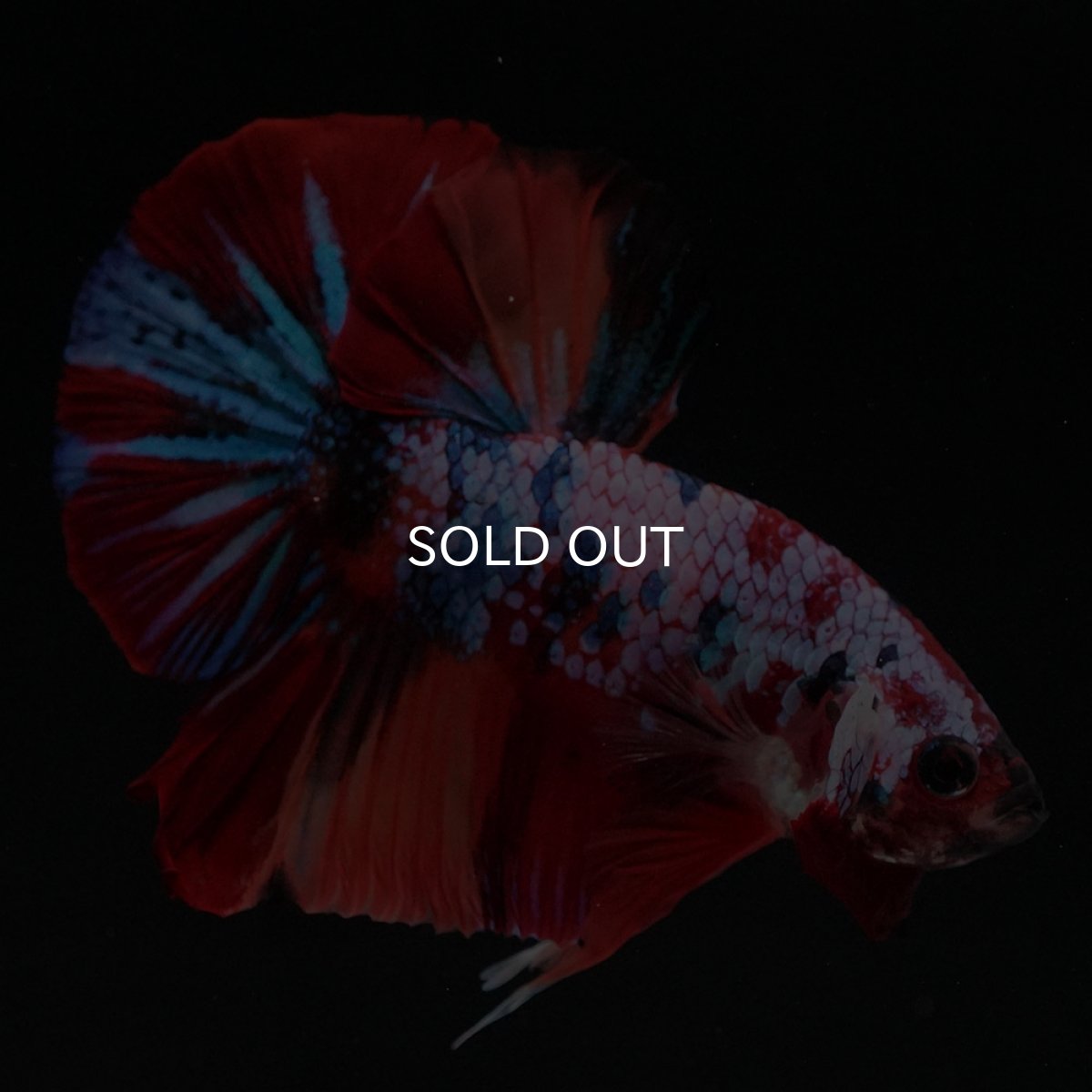 画像2: HMPK　キャンディギャラクシー (2)