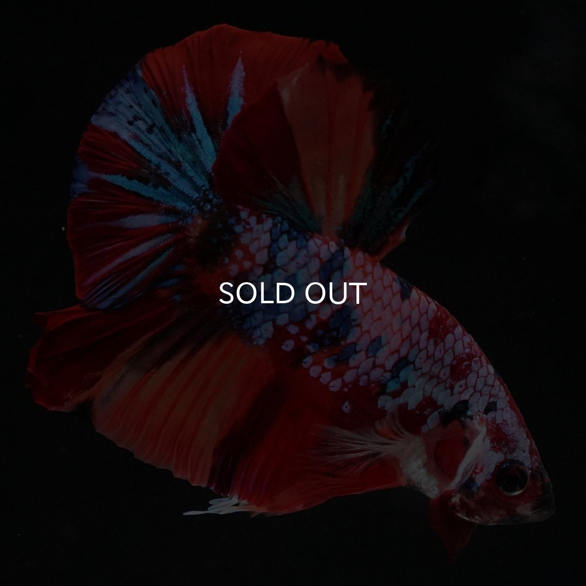 画像9: HMPK　キャンディギャラクシー (9)