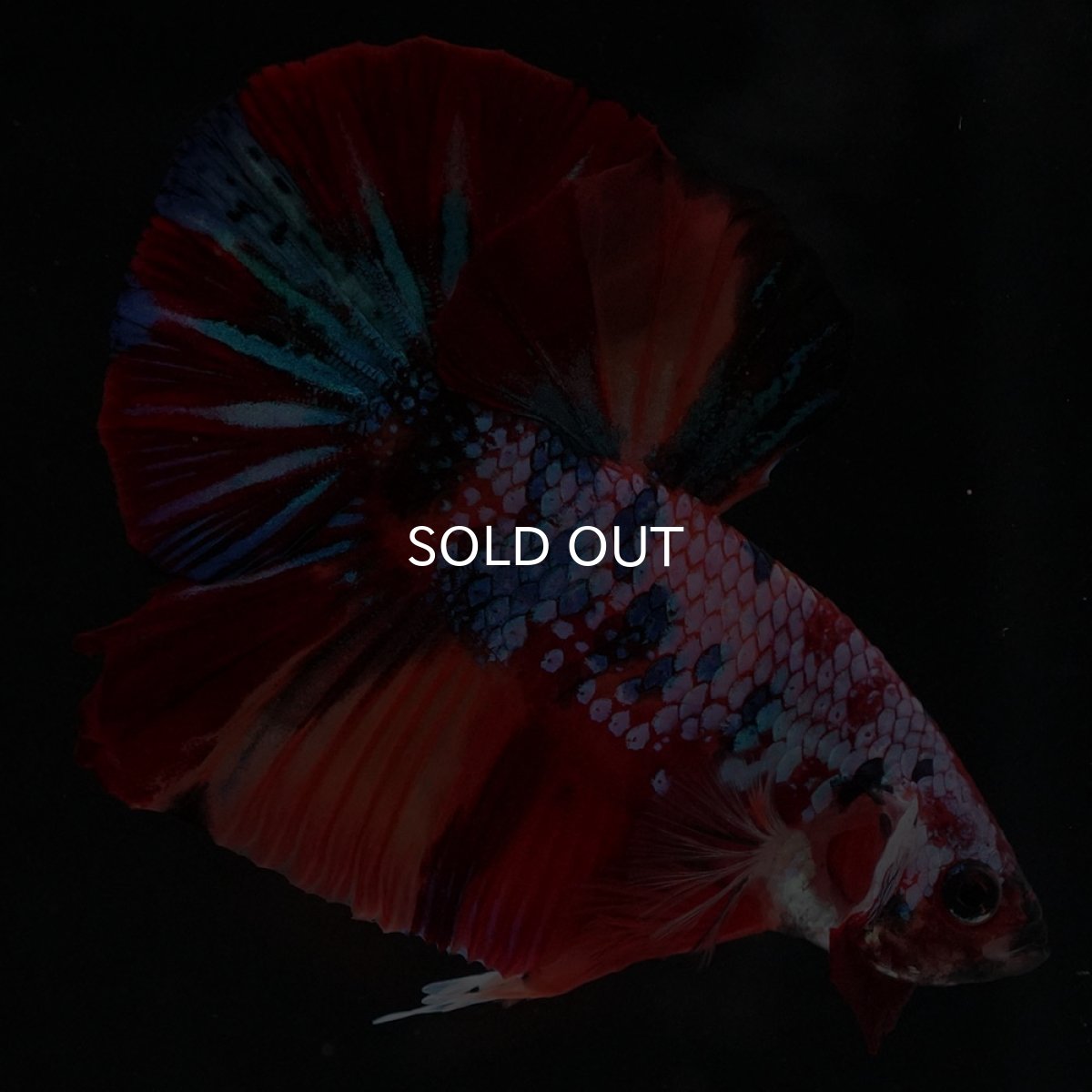 画像8: HMPK　キャンディギャラクシー (8)