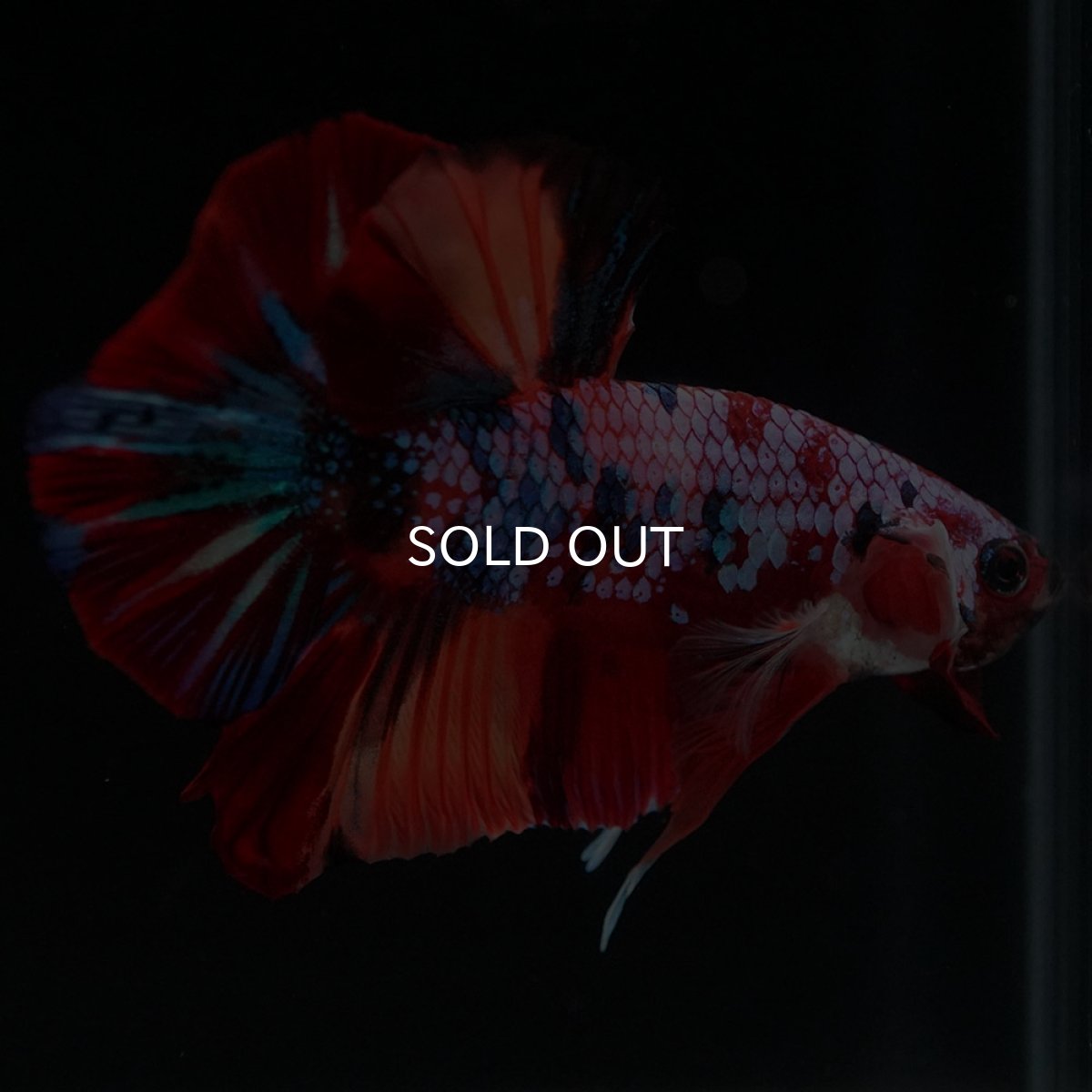 画像6: HMPK　キャンディギャラクシー (6)