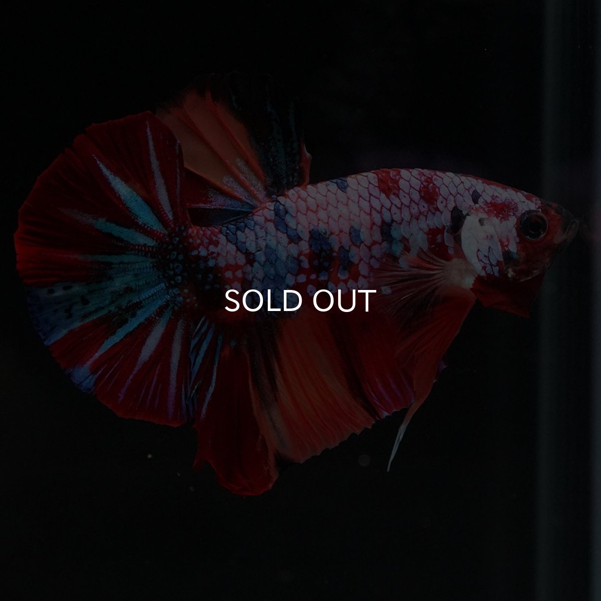 画像4: HMPK　キャンディギャラクシー (4)