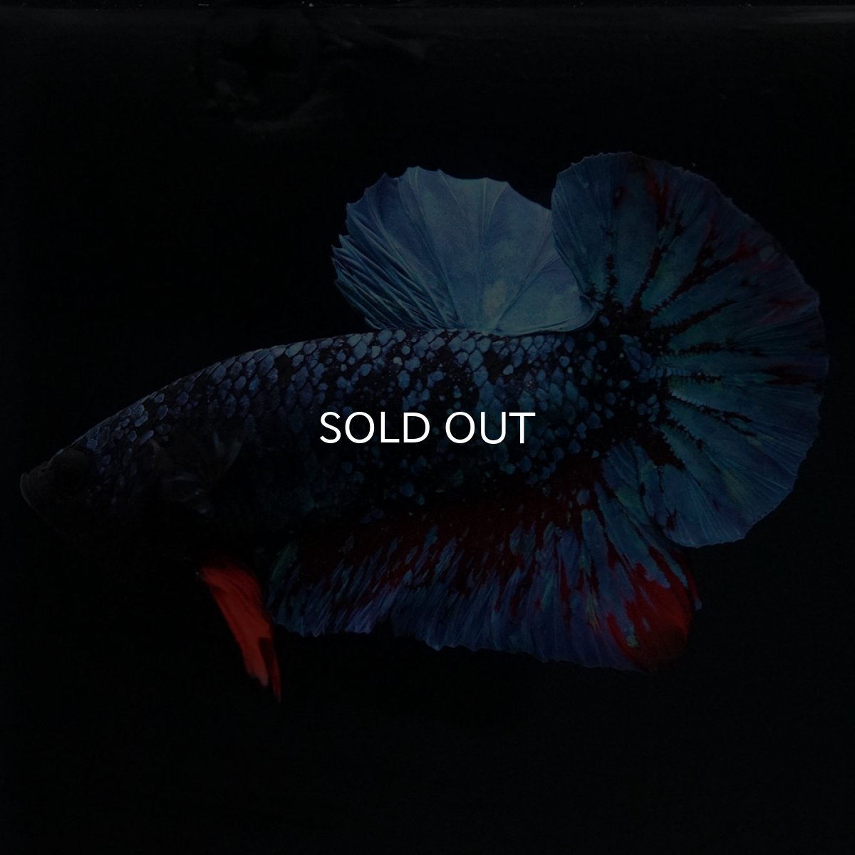 画像2: HMPK ブラックスター (2)