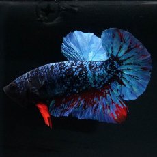 画像2: HMPK　ブラックスター (2)